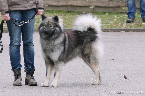 (Foto Goslar) Koerung Benno_14.03.2015_IMG_6878.png